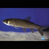 Carpes mangeuses d'algues 12-15 cm  l'unité