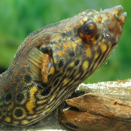 Tetraodon palembangensis 7-8cm