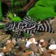 L270 hypancistrus sp chocolate 39,50 €
