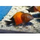 Tropheus Moorii Bemba 3-4cm lot de 2 22,00 €