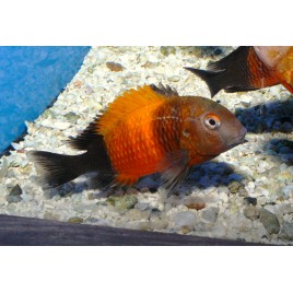 Tropheus Moorii Bemba 3-4cm lot de 2 22,00 €