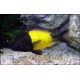 Tropheus Moorii Ikola 3-4 cm 18,50 €