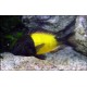 Tropheus Moorii Ikola 4-5 cm 14,50 €