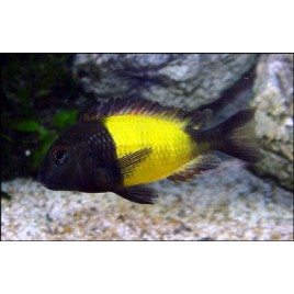 Tropheus Moorii Ikola 3-4 cm 18,50 €