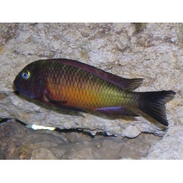 Tropheus Moorii rouges 3-4cm lot de 2 