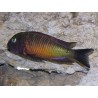 Tropheus Moorii Bemba 2-3cm lot de 5