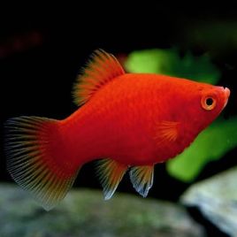 Xiphophorus maculatus platy corail red XL lot de 2FULL COLOR