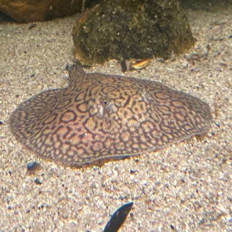 Potamotrygon hybride 10-12cm de corps femelle 359,00 €