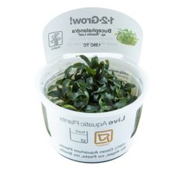 Tropica 1-2-Grow! Bucephalandra sp "needleleaf"
