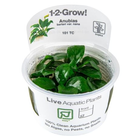 Tropica 1-2-Grow! Anubias nana