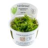 Tropica 1-2-Grow! Pogostemon deccanensis