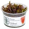 Tropica 1-2-Grow! Rotala rotundifolia "blood red"