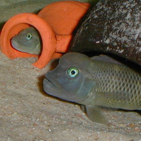 Steatocranus casuarus 4cm