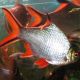 Barbus schwanenfeldi XXL 20cm 0,00 €