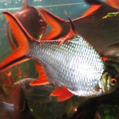 Barbus schwanenfeldi XXL 20cm