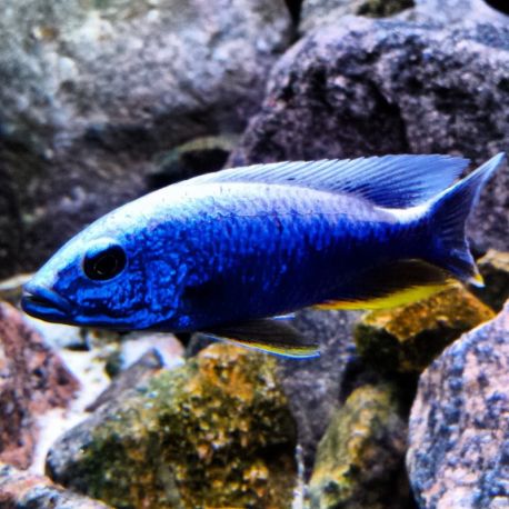 Sciaenochromis fryeri iceberg 9-10cm le couple SUPERBE 59,50 €