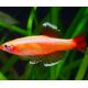 Tanichthys Albonubes gold