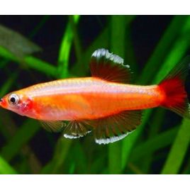 Tanichthys Albonubes Gold