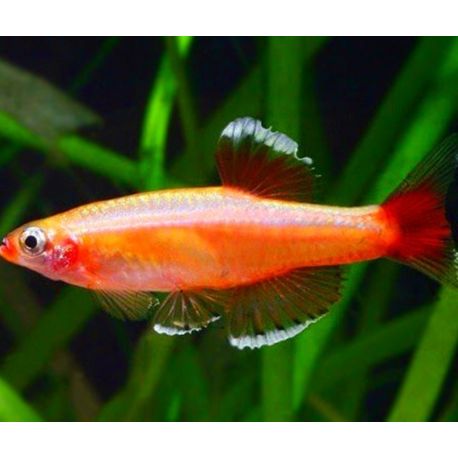 Tanichthys Albonubes gold
