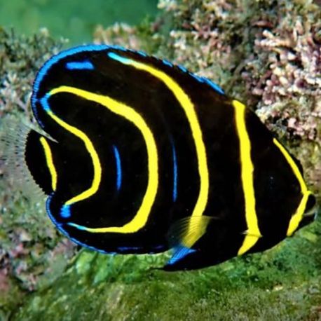 Pomacanthus Zonipectus d'élevage 2 cm