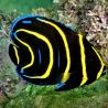 Pomacanthus Zonipectus d'élevage 3-4 cm