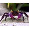 CRABE VAMPIRE "Geosesarma dennerle" EN COUPLE