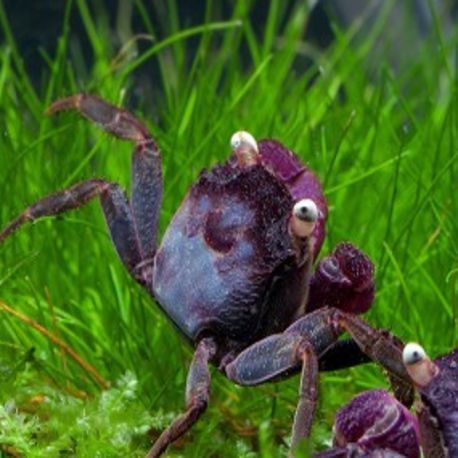 COUPLE CRABE VAMPIRE "Geosesarma bogorensis" 27,50 €
