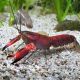 Écrevisse rouge Chilli - Cherax boesemani 10cm