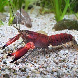 Écrevisse rouge Chilli - Cherax boesemani 10cm lot de 2