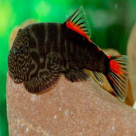 Pseudogastromyzon sp red tail NEW !!!
