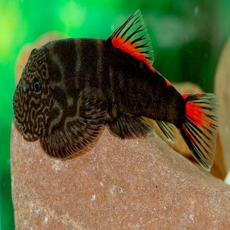 Pseudogastromyzon sp red tail NEW !!!! 14,50 €