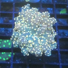 Bouture Euphyllia 'bubble gina'