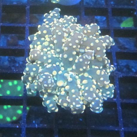 Bouture Euphyllia 'bubble gina'