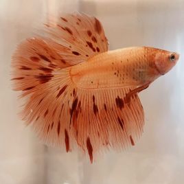 Betta mâle Armagedon