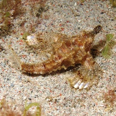 Eurypegasus graconis 5-7 cm