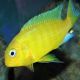 Tropheops macrophtalmus yellow gallireya 5-6cm