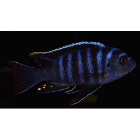 Cynotilapia zebroides narungu 4-6cm F1 les 2
