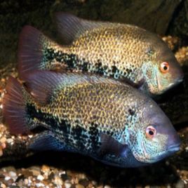 Vieja guttata 6-7cm
