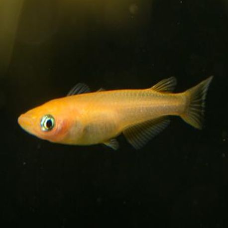 Oryzia latipes orange