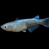 Oryzia latipes blue