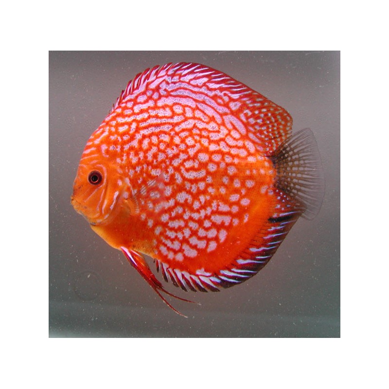 Discus Discus Pigeon blood rouges 6-7cm le lot de 2