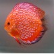 Discus Checkerboard Stendker d'élevage Allemand 8-9 cm 49,50 €