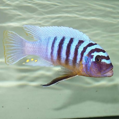 Metriaclima fanzilberi nkanda le couple 5-7cm