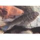 gastromyzon ornaticauda XL lot de 2