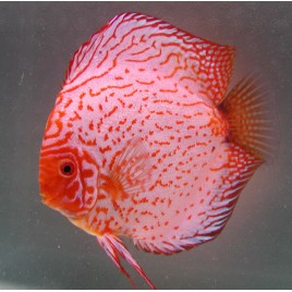 Discus Pigeon blood bleus 8-9cm