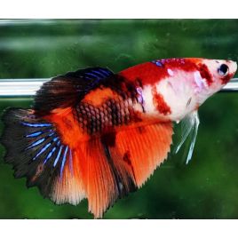 Betta Koi nemo super delta 29,50 €