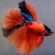 Betta mâle Koi superdelta 28,60 €