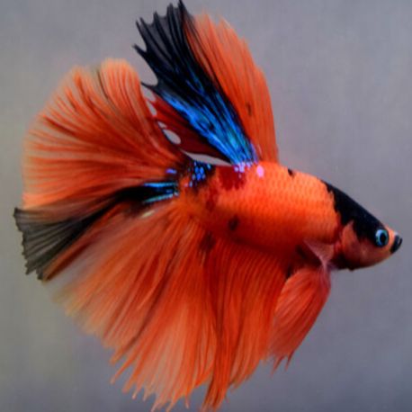 Betta mâle Koi superdelta 28,60 €