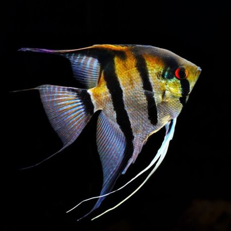 Pterophyllum rio negro 5-6 cm