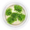 Tropica 1-2 Grow! Riccardia chamedrypholia RARE!!!